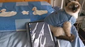 暹罗猫建模爆料视频,揭秘虚拟宠物的魅力与制作过程  第1张